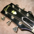 Gibson Dove